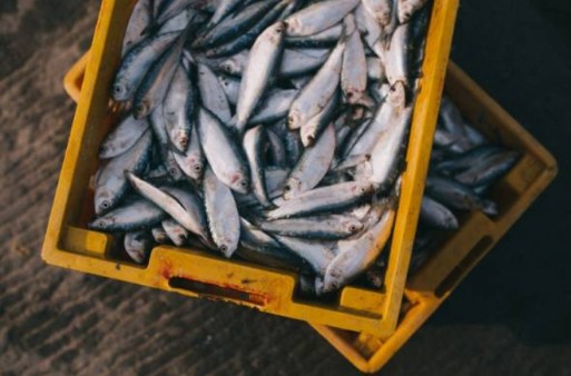 Bekalan ikan berkurangan di utara – LKIM