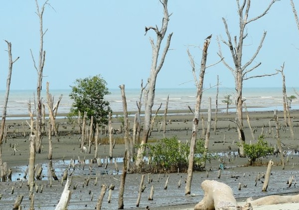 Lapan premis ternak babi dikenal pasti punca air kotor, berbau di pantai Tanjung Sepat