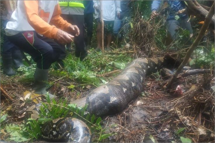 Penoreh getah wanita dilaporkan hilang ditemui dalam perut ular sawa