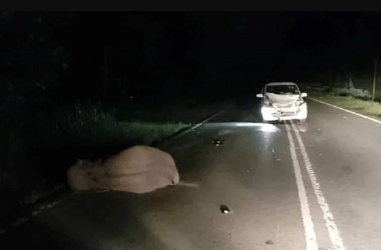 Anak gajah mati dilanggar Perodua Viva