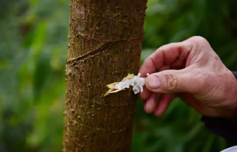 Pokok diberi makan nasi, tradisi unik agar tumbuhan subur dan mendatangkan tuah