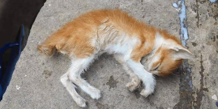 balasan bunuh kucing