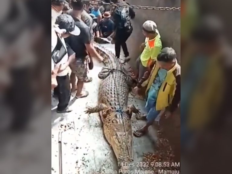Buaya gergasi sepanjang 5 meter ditangkap, disyaki baham remaja perempuan