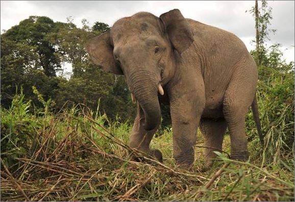 Petugas taman hidupan liar maut diserang gajah