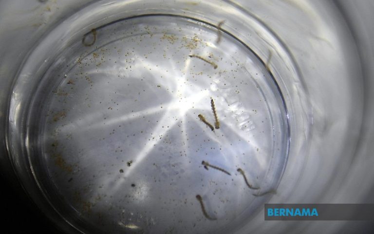 142,000 telur nyamuk Aedes berWolbachia dilepaskan di Kuantan