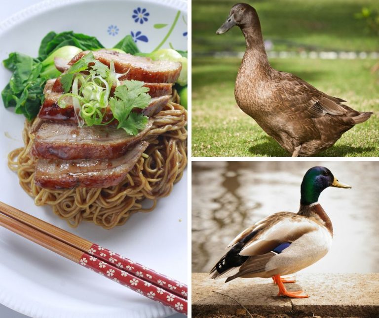 Mi Wantan Itik, Menu Popular Buat Mereka Yang Suka Makan Itik