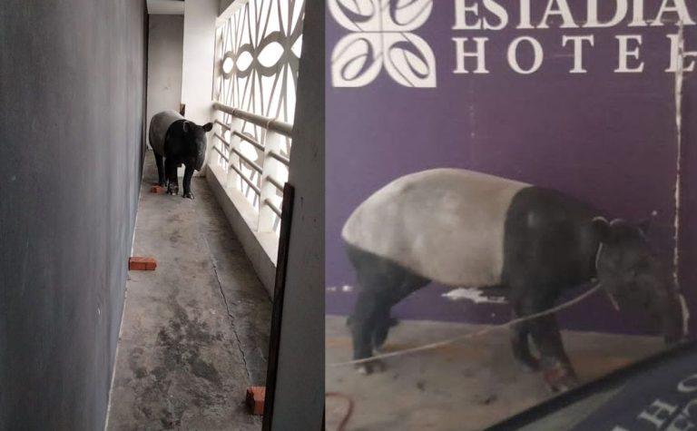 Tapir ‘raikan’ tahun baharu di hotel Melaka cetus kekecohan