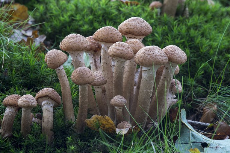 Cendawan gergasi, kulat aneh yang bergabung menyerang akar sehingga membunuh pokok di sekitarnya