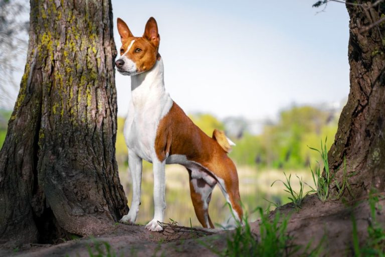 ANJING BASENJI | Haiwan yang punya kuasa magis dalam mitos Mesir kuno. Mampu usir roh jahat dan menghalang wabak penyakit