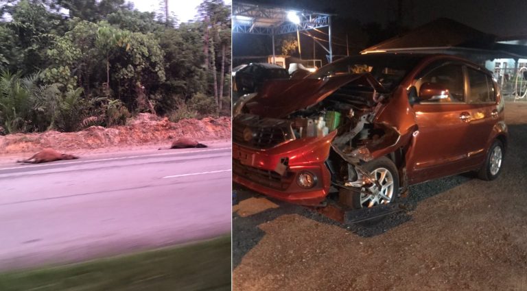 Lembu oh lembu…jalan raya sekitar Dengkil jadi tempat lepak, PBT berdiam diri