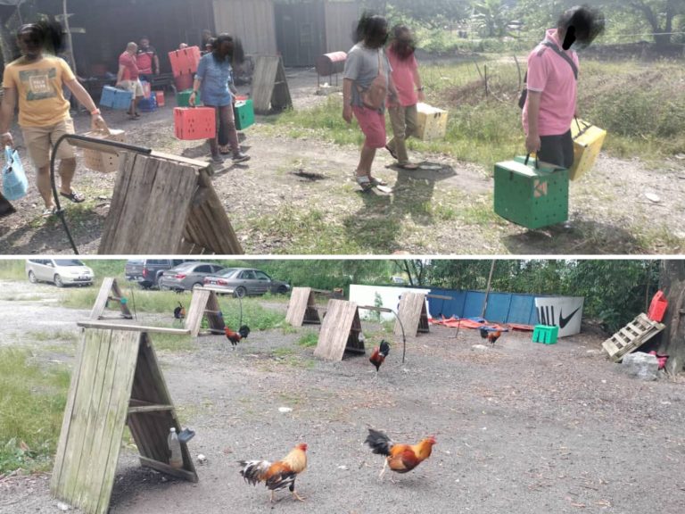 Polis tahan 7 lelaki judi sabung ayam dekat Bandar Saujana Putra