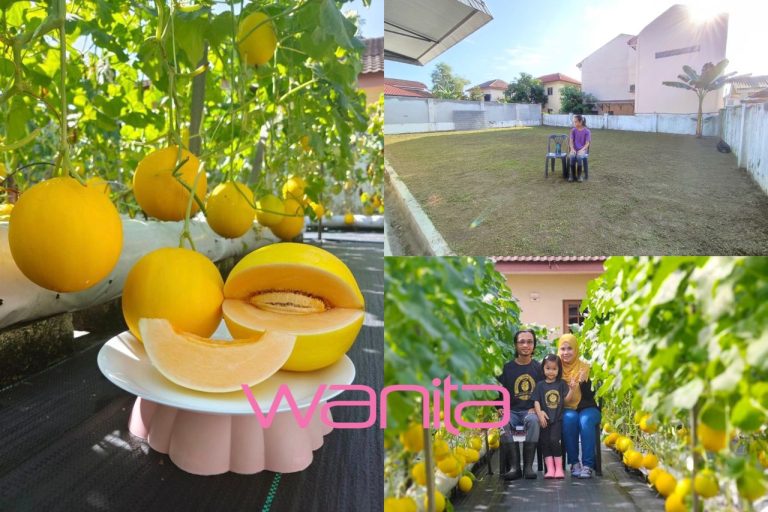 “Banyakkanlah bersembang dengan pokok,” – Lelaki ini kongsi cara penanaman Golden Melon, ambil sehingga 72 hari untuk dituai