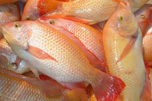Ikan tilapia beri ancaman hanya dakwaan palsu