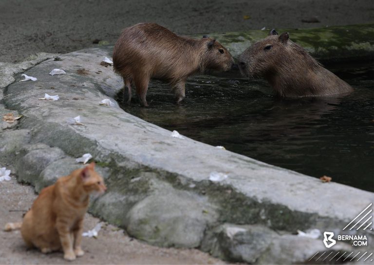 Gandingan capybara, ‘Oyen’ lonjak jumlah pengunjung Zoo Negara