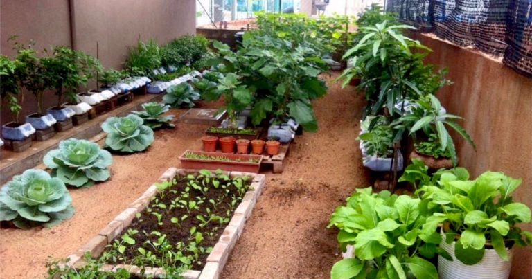 7 tips berguna buat orang yang hendak mula berkebun. Mulakan dengan plot kecil dan guna tanah berkualiti