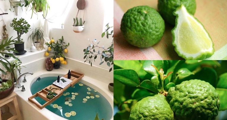Penat seharian melayan tetamu, ikuti petua hilangkan keletihan dengan mandi air daun limau purut