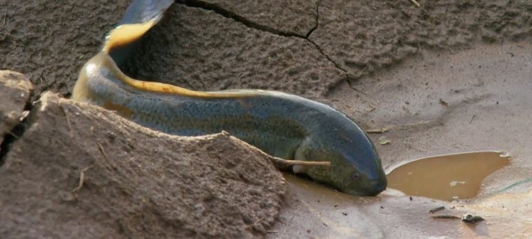 Ikan purba ini mampu hidup bertahun-tahun tanpa air. Dikatakan ikan yang disebut dalam kisah Nabi Musa a.s