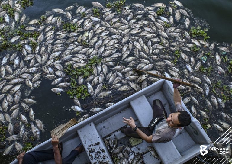 Cuaca panas: Ribuan ikan mati di tasik UniSZA