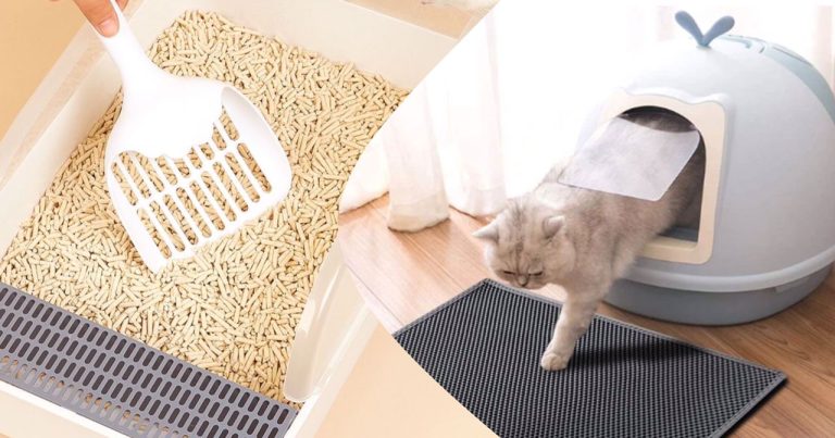 Tip ajar si bulus buang najis gunakan ‘litter box’, elak rasa tidak selesa kepada orang akibat najis bersepah