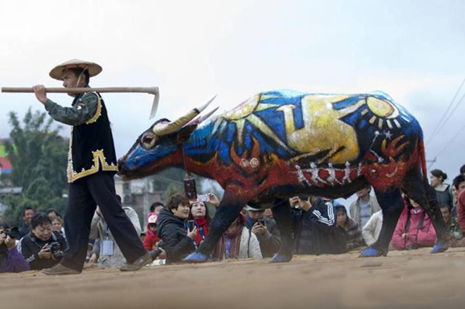 Festival warna kerbau, tradisi turun temurun untuk elak ancaman binatang buas