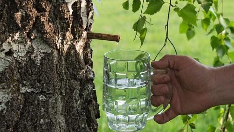 Budaya minum air daripada pokok, tumbuhan ini dianggap suci dan pelindung daripada wabak penyakit