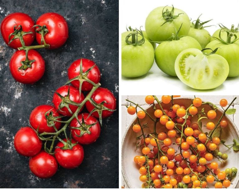 10 Jenis Tomato Yang Popular, Tidak Semuanya Masam