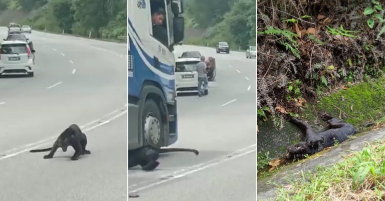 Harimau kumbang mati dilanggar kenderaan di Jelebu