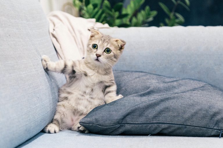 ‘Open house’ ditemani bau najis kucing, lelaki ini persoal kebersihan dan ibadah tuan rumah