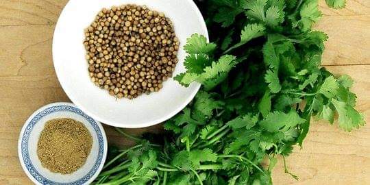 Daun Ketumbar Bukan Sahaja Berguna Dalam Masakan, Malah Dijadikan Sebagai Ubat Rawatan Tradisional