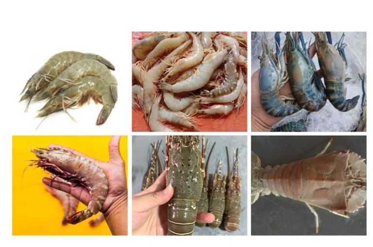 Kenali Jenis Udang, Pelbagai Bentuk Dan Corak