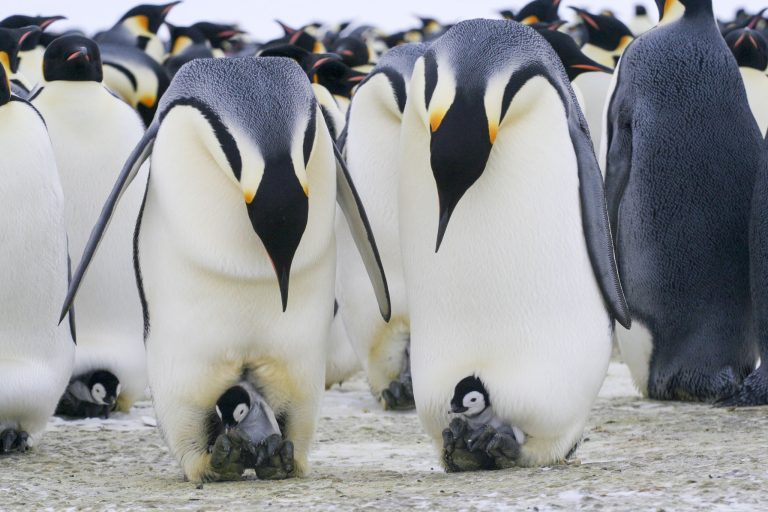 Nilai pengorbanan sang ayah si penguin jantan