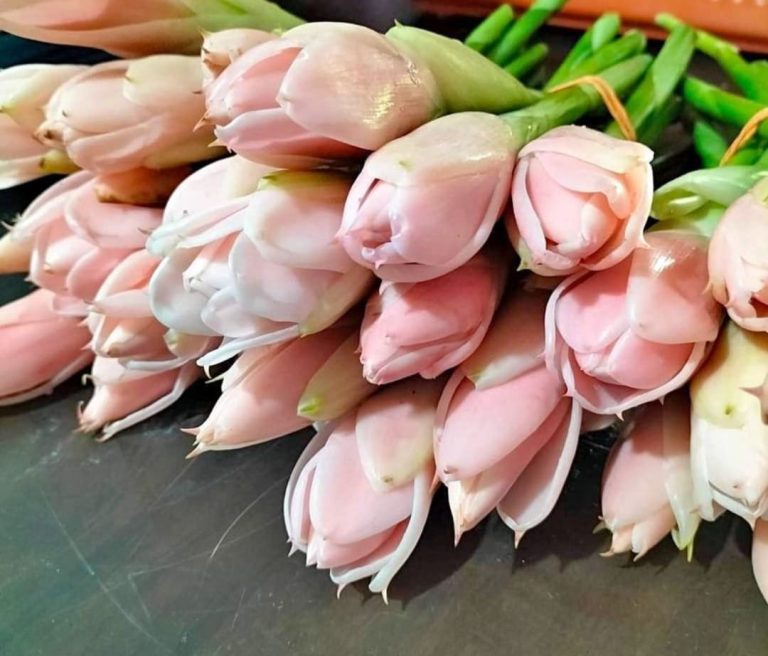 Bunga Kantan Aromanya Harum, Khasiatnya Luar Biasa Hebat