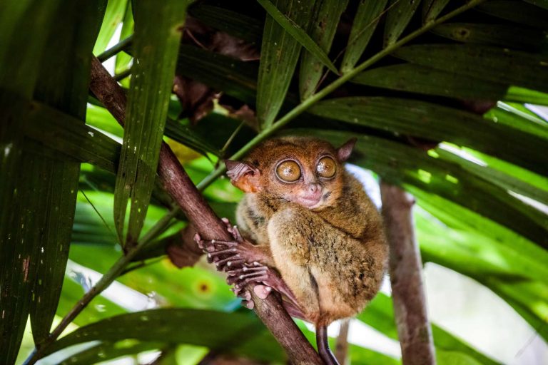Monyet kecil bermata besar dengan perangai aneh, akan cederakan diri sendiri apabila stres