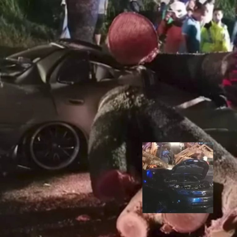 Tiga sekeluarga maut, dua cedera dihempap pokok