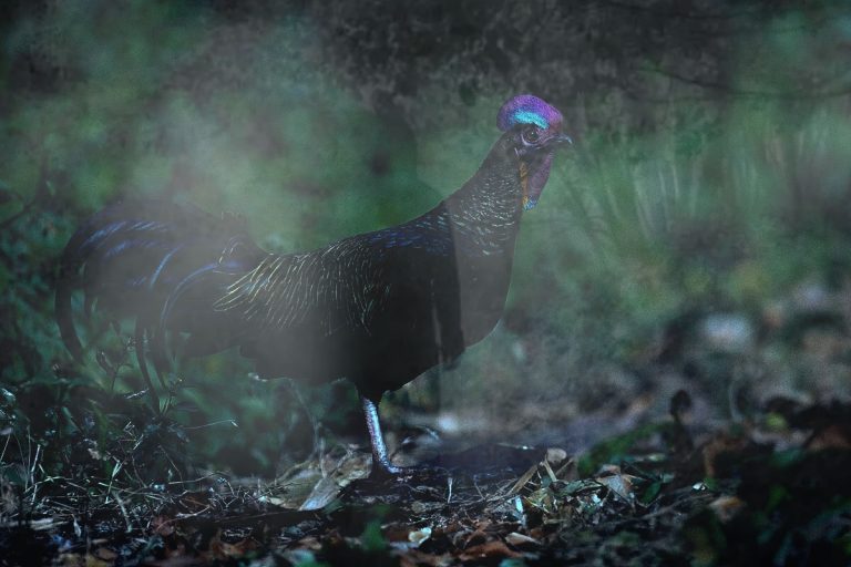 “Pulangkan ayam aku!”
