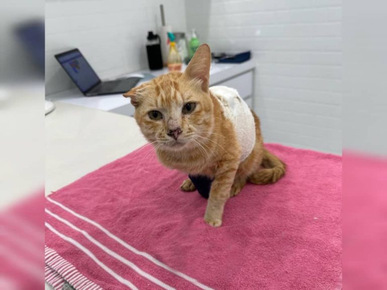 Oyen Elmina telah pergi selamanya