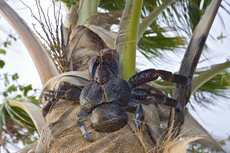 Penyepitnya mampu putuskan jari manusia. Ini ketam gergasi yang mampu memanjat, memetik dan mengupas buah kelapa