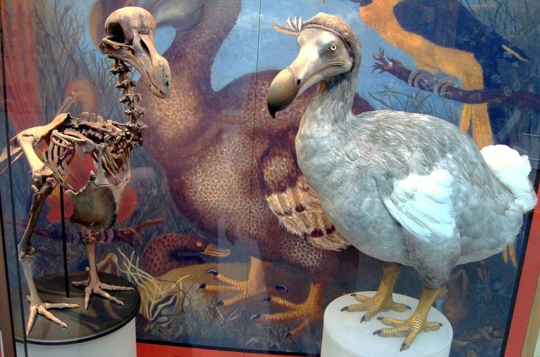 Dipanggil Dodo kerana dianggap bodoh, ini burung yang tidak boleh terbang namun telah pupus angkara penjajah