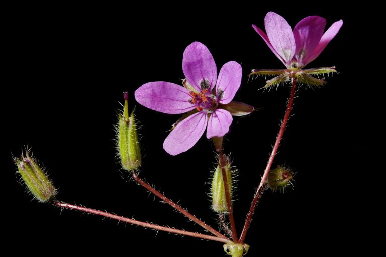 Erodium cicutarium | Tumbuhan unik yang mampu menanam dirinya sendiri ke dalam tanah
