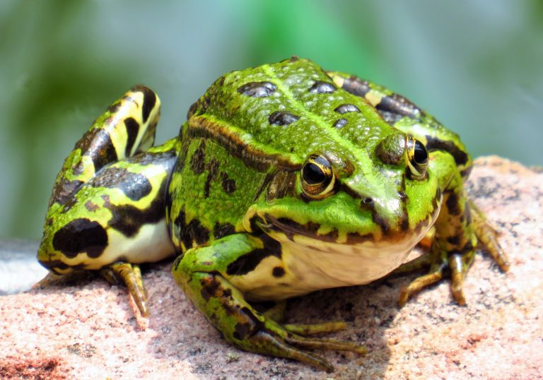 VOL I : Kulit katak rawat barah?