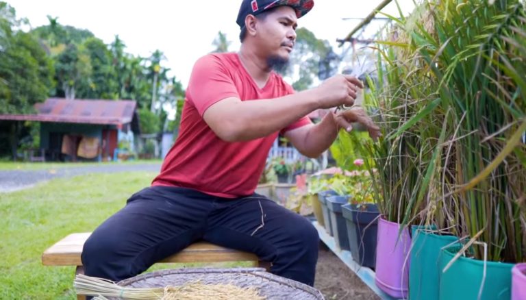 Dulu tanam padi atas bumbung, kini bekas tentera tanam padi dalam pasu