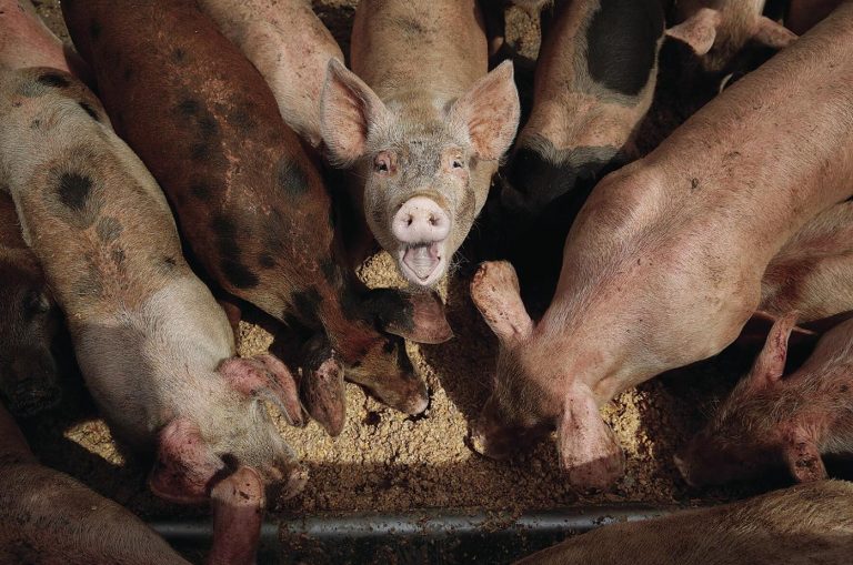 BABI OH BABI : Dari mesin pelupus sampah ke hidangan mewah