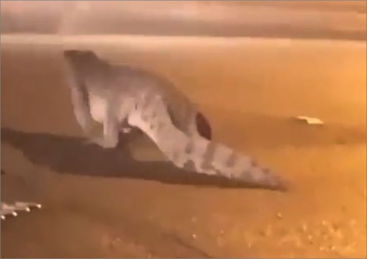 Buaya bersaiz besar melintas jalan di Arab Saudi