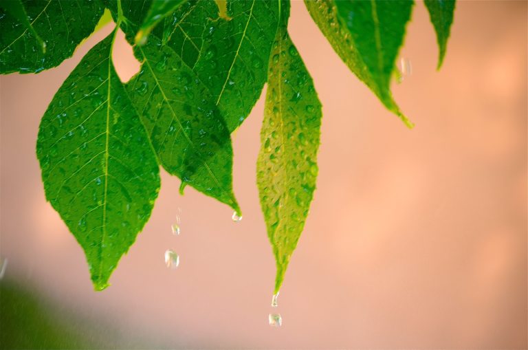 Misteri pokok hujan, pohon yang mampu menarik awan dan menukarkannya kepada titisan air