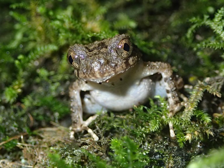 Fenomena katak dalam batu pun boleh hidup