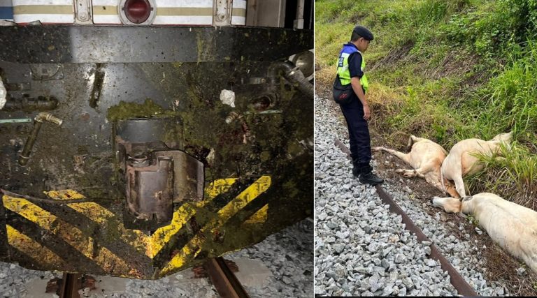 Kereta api langgar 14 ekor lembu, 336 penumpang terselamat
