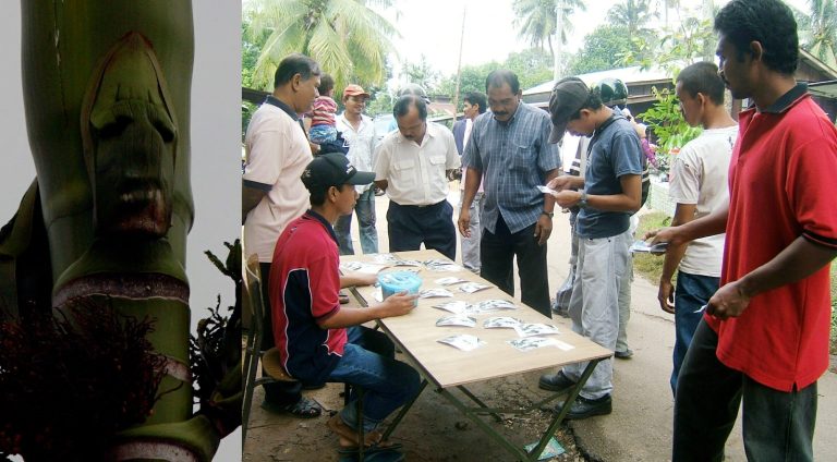 Kisah wajah manusia yang muncul pada pokok pinang