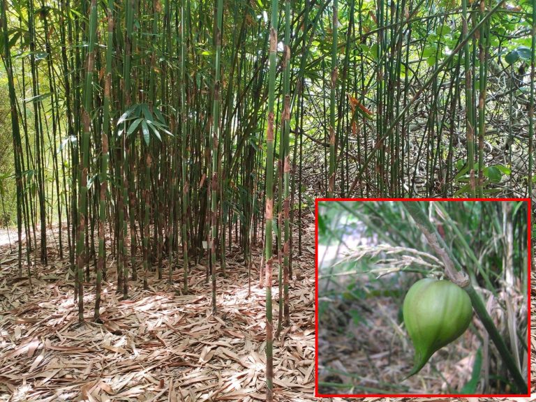 Uniknya pokok buluh ini, hanya berbuah sekali dalam tempoh 50 tahun