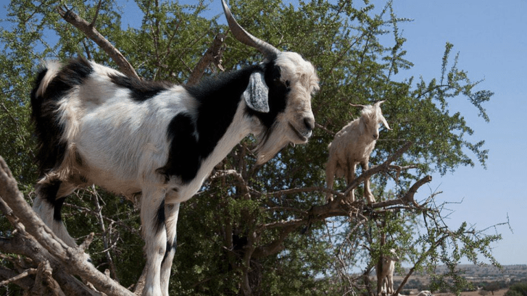 Kambing unik yang memanjat pokok, najisnya dicari kerana bernilai dalam pembuatan kosmetik