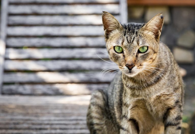 Digelar haiwan 9 nyawa, kucing juga membantu mengawal tekanan darah tinggi pemiliknya